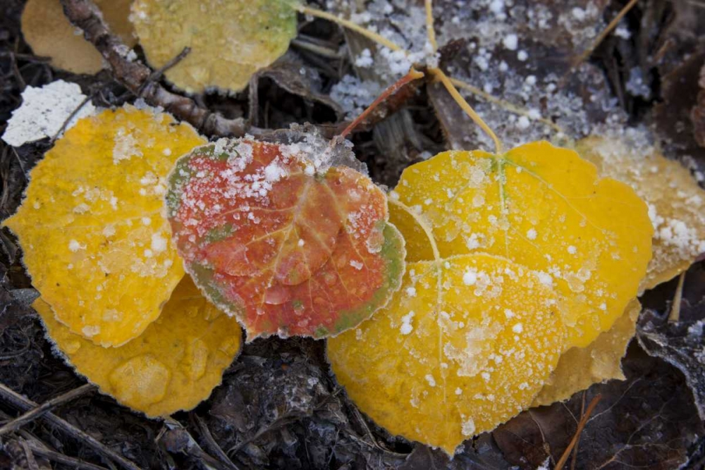 CO, Uncompahgre NF Frozen water on aspen leaves